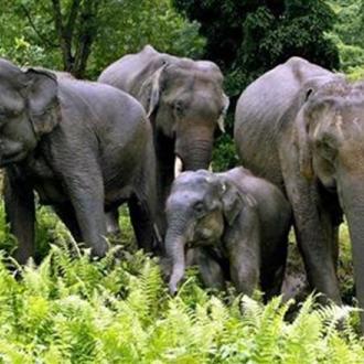 Group of Elephants