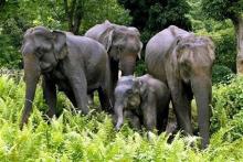 Group of Elephants